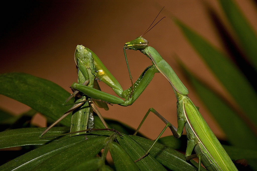 1024px-Praying_Mantis_Sexual_Cannibalism_European-37